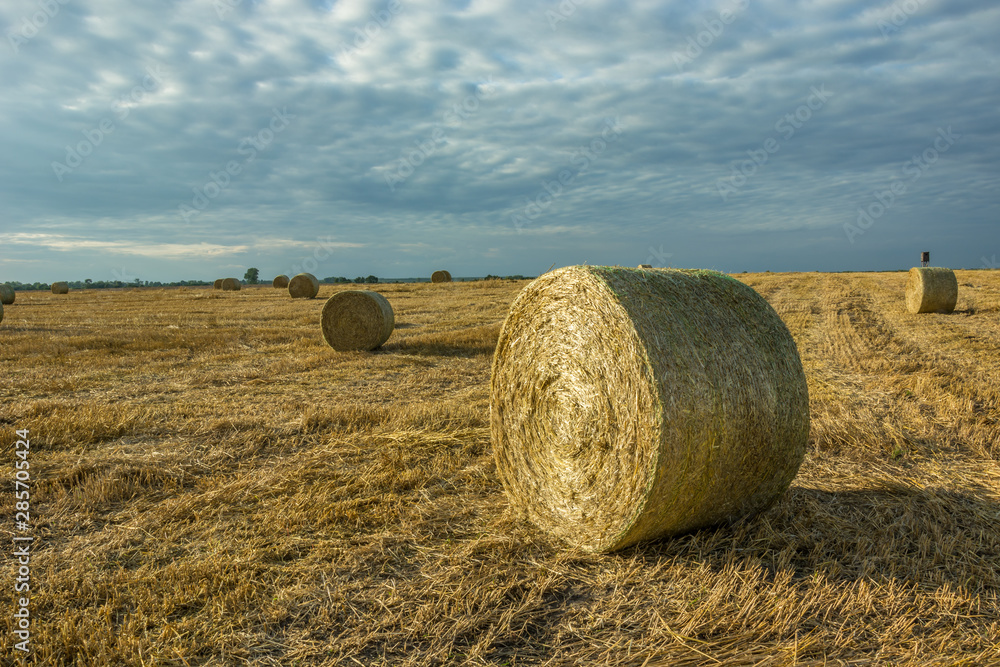 Round hay bales on the field
