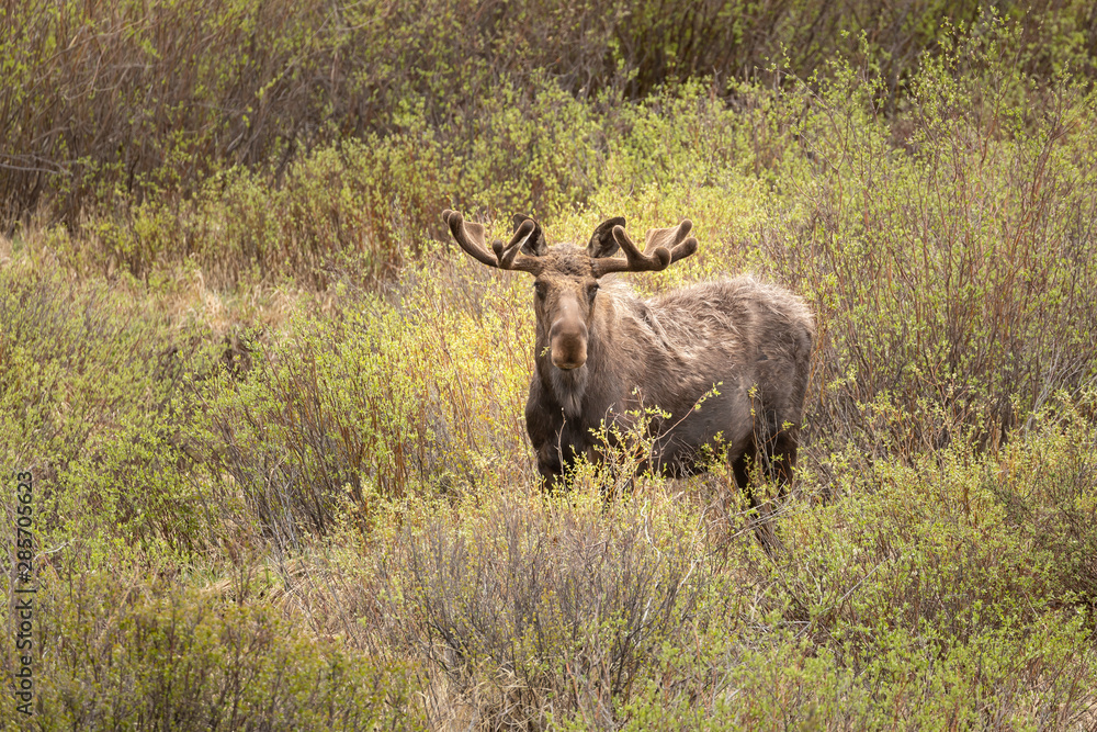 Bull Moose Bull Moose