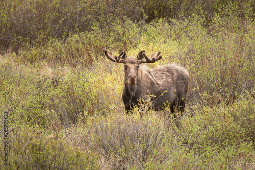 Fototapeta Naklejka Na Ścianę i Meble -  Bull Moose