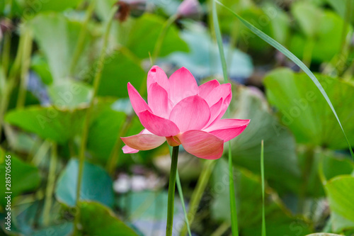Beautiful lotus flowers with minted in its natural habitat  against the background of its leaves. Medium plan.