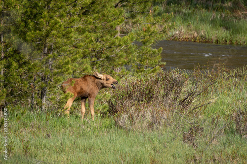 Baby Moose Calf