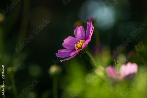 Purple Cosmo