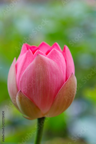Beautiful bud of an unopened lotus flower, on a background of leaves, close-up
