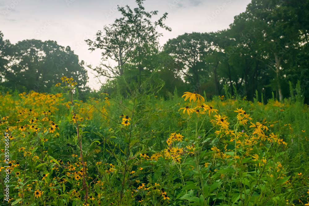 Obraz premium Field of yellow flowers against a woodland landscape