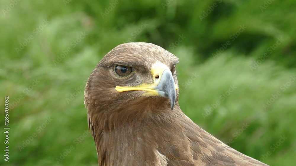 Eagle. Flew down on the grass and carefully looks around him in search of prey Eagle. Flew down on the grass and carefully looks around him in search of prey
