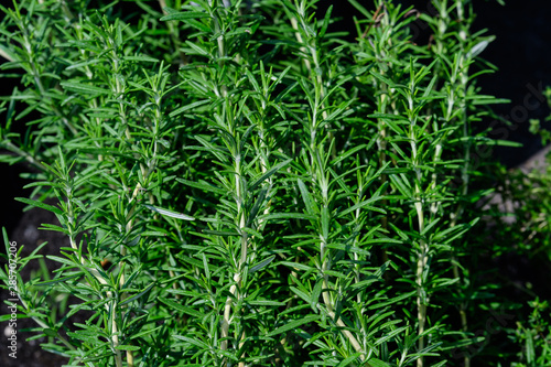 Fresh green leaves of organic Rosmarinus officinalis plant, commonly known as rosemary, in an aromatic herbs garden