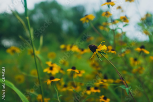 Close-up of yellow flowers against a blurred woodland landscape