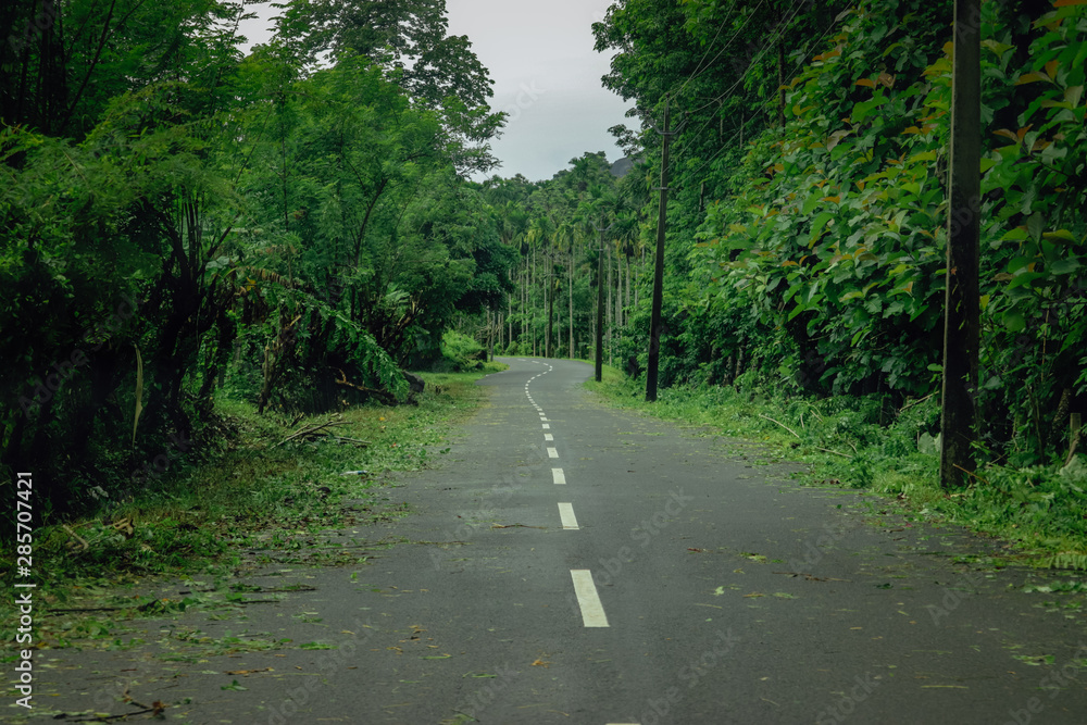 Fototapeta premium Empty road towards the forest