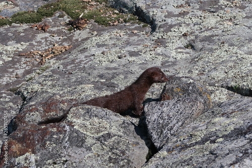 mink on rocks on lake photo