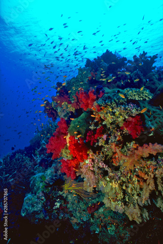 Soft Corals Fiji © Rubens