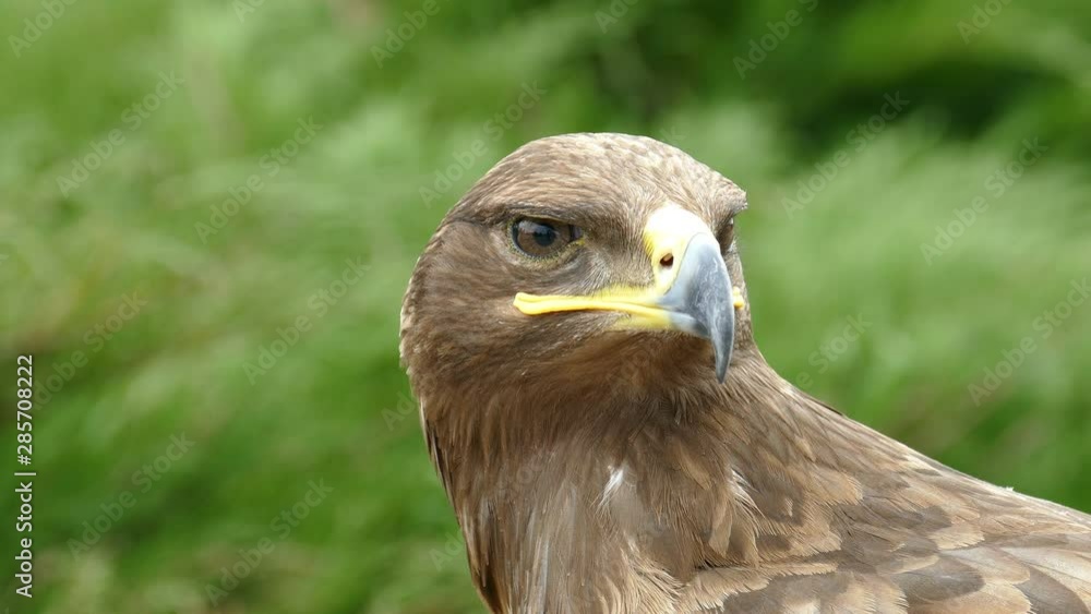 Eagle. Flew down on the grass and carefully looks around him in search of prey Eagle. Flew down on the grass and carefully looks around him in search of prey