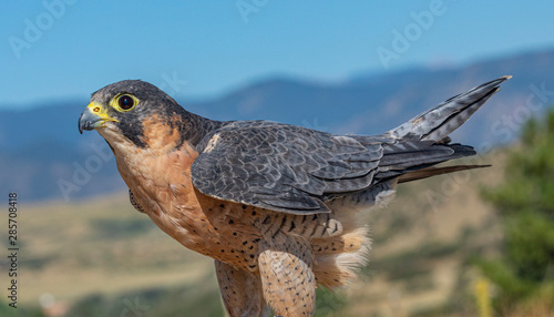 Close Up Barbary Falcon Portrait