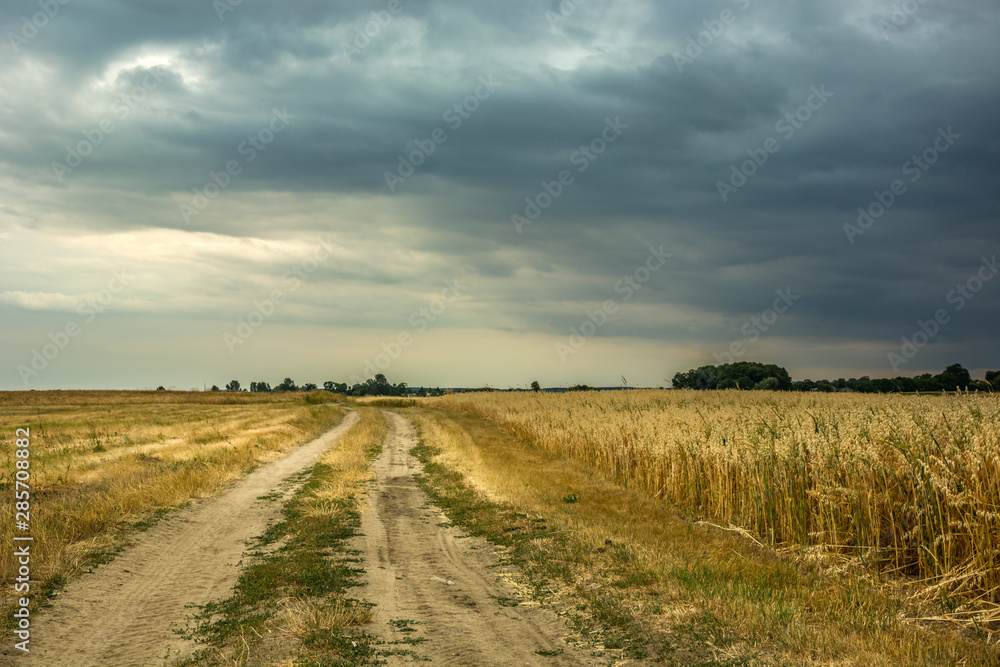 A sandy road and a field of grain, horizon and rainy cloud A sandy road and a field of grain, horizon and rainy cloud