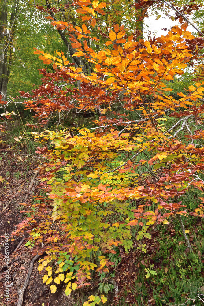 Landscape in Plitvice National Park, Croatia, in the fall Landscape in Plitvice National Park, Croatia, in the fall