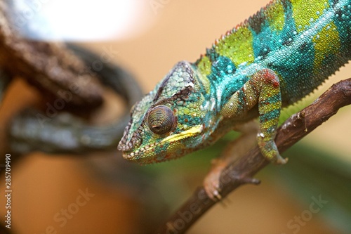 Caméléon - reptile