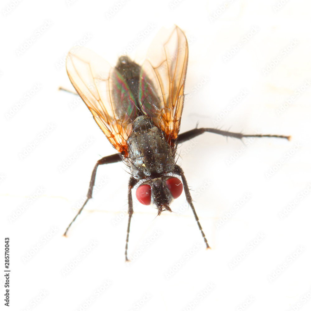 The House Fly - Musca Domestica is dangerous vehicle of pathogens. Insect isolated on white background. The House Fly - Musca Domestica is dangerous vehicle of pathogens. Insect isolated on white background.