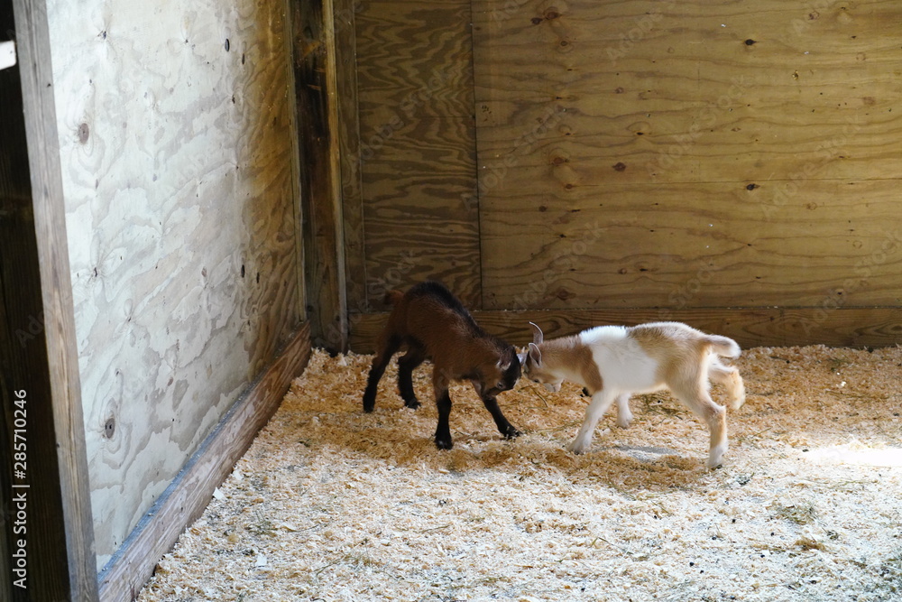 Cute Family of  American Pygmy Goats Play Together