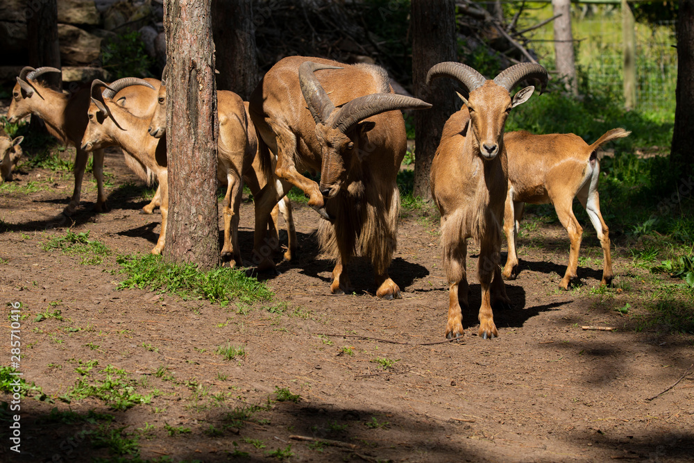 Barbary sheep (Ammotragus lervia) or aoudad is a species native to rocky mountains in North Africa. Is non-native species into the wild of New Mexico and Texas. Barbary sheep (Ammotragus lervia) or aoudad is a species native to rocky mountains in North Africa. Is non-native species into the wild of New Mexico and Texas.