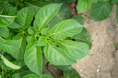 Wallpaper Mural Green leafs close up of potatoes as background Torontodigital.ca
