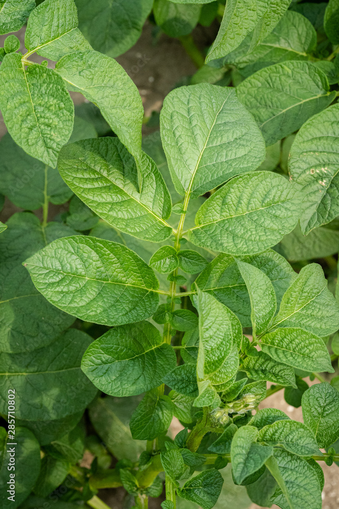 Green leafs close up of potatoes as background
