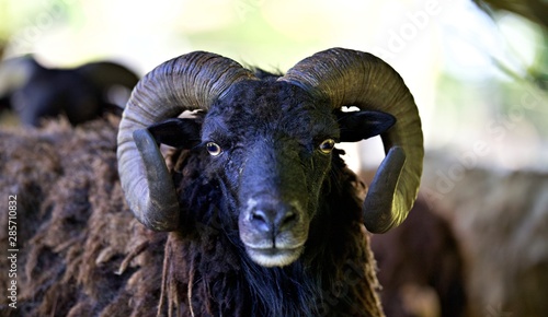 Mouton noir - corne satanique