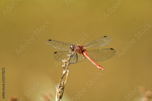 close up of a dragonfly perched on a reed