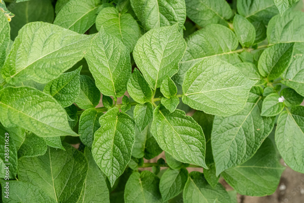 Green leafs close up of potatoes as background Green leafs close up of potatoes as background