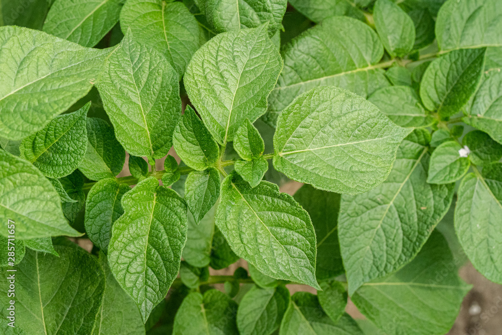 Green leafs close up of potatoes as background Green leafs close up of potatoes as background
