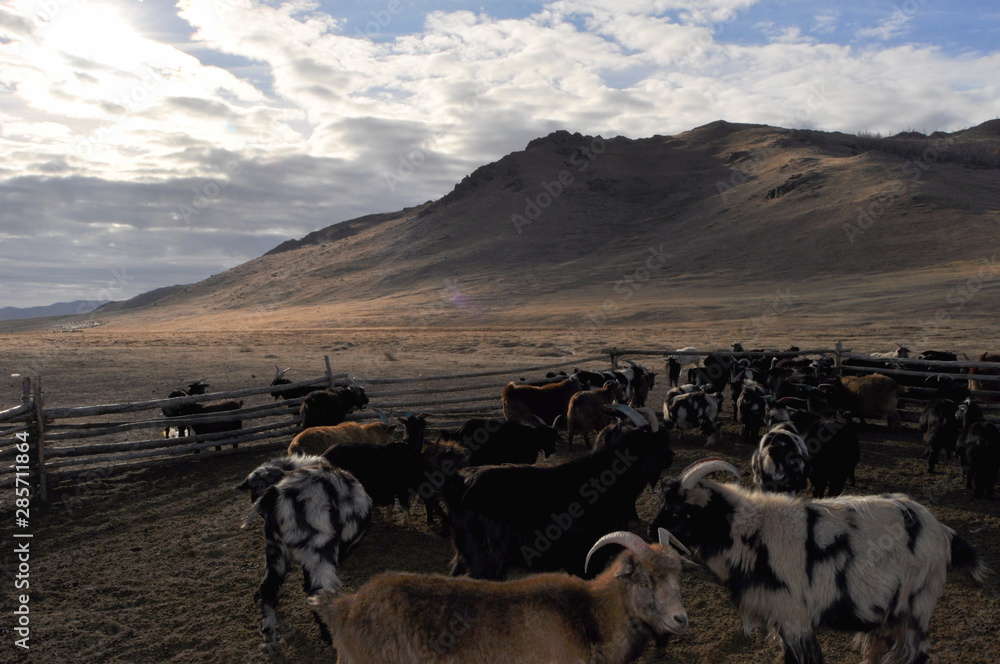 Obraz premium herd of cows in the desert