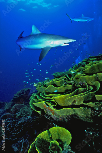 Shark Fiji Reef