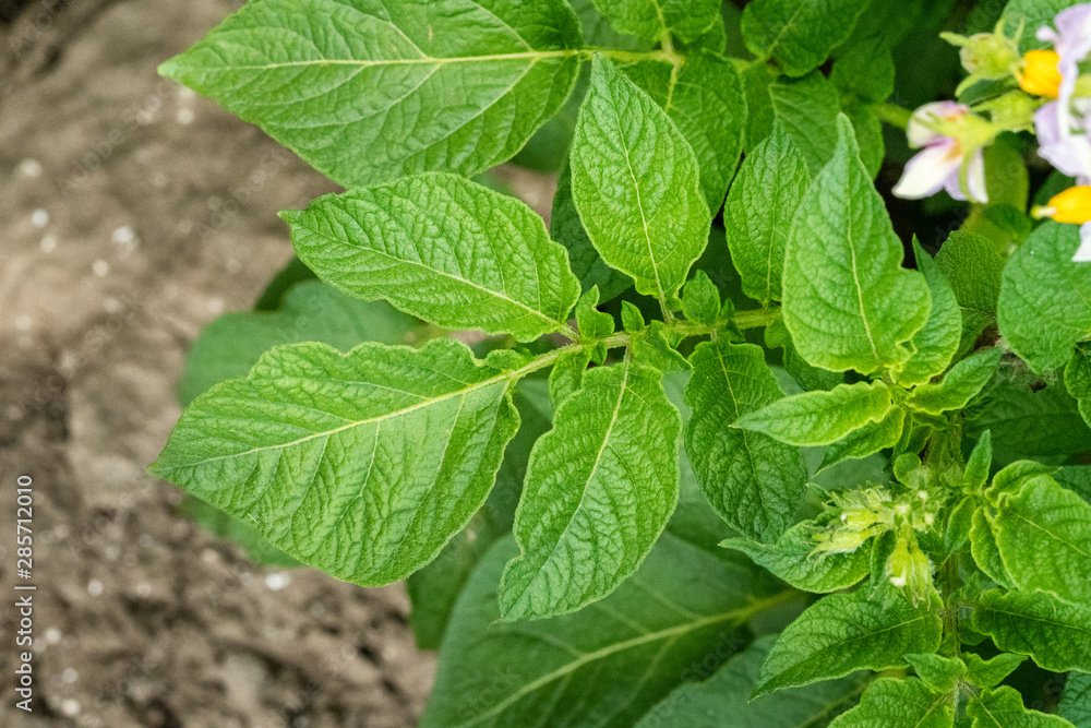Green leafs close up of potatoes as background Green leafs close up of potatoes as background