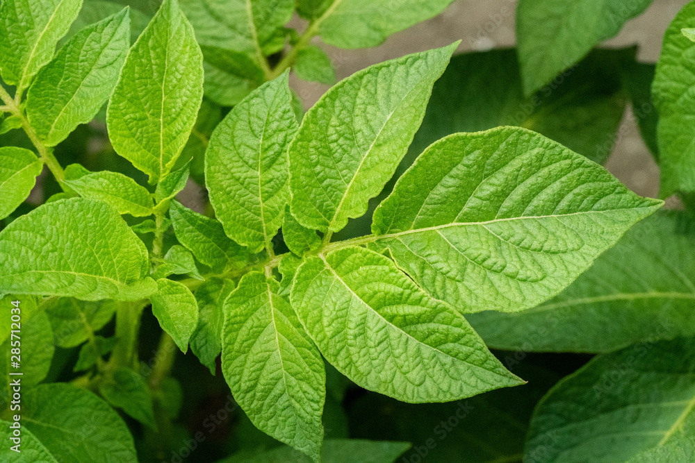 Green leafs close up of potatoes as background Green leafs close up of potatoes as background