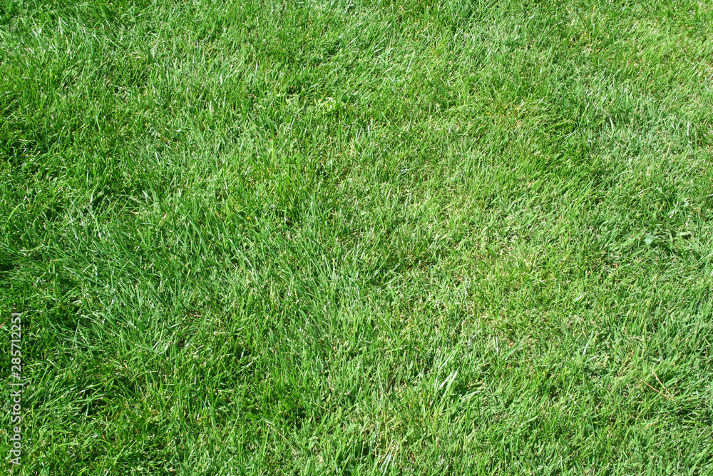grass as background grass as background