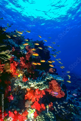 Fototapeta Naklejka Na Ścianę i Meble -  Anthias Shoal & Soft Corals Fiji