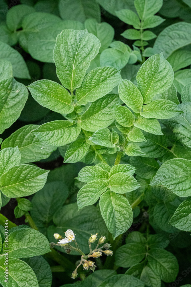 Green leafs close up of potatoes as background Green leafs close up of potatoes as background