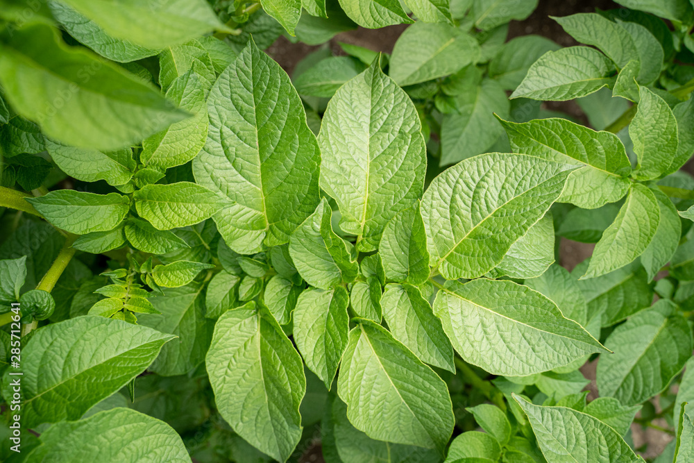 Green leafs close up of potatoes as background Green leafs close up of potatoes as background