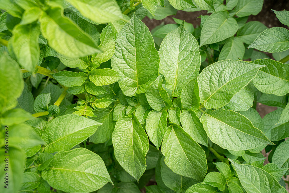 Green leafs close up of potatoes as background Green leafs close up of potatoes as background