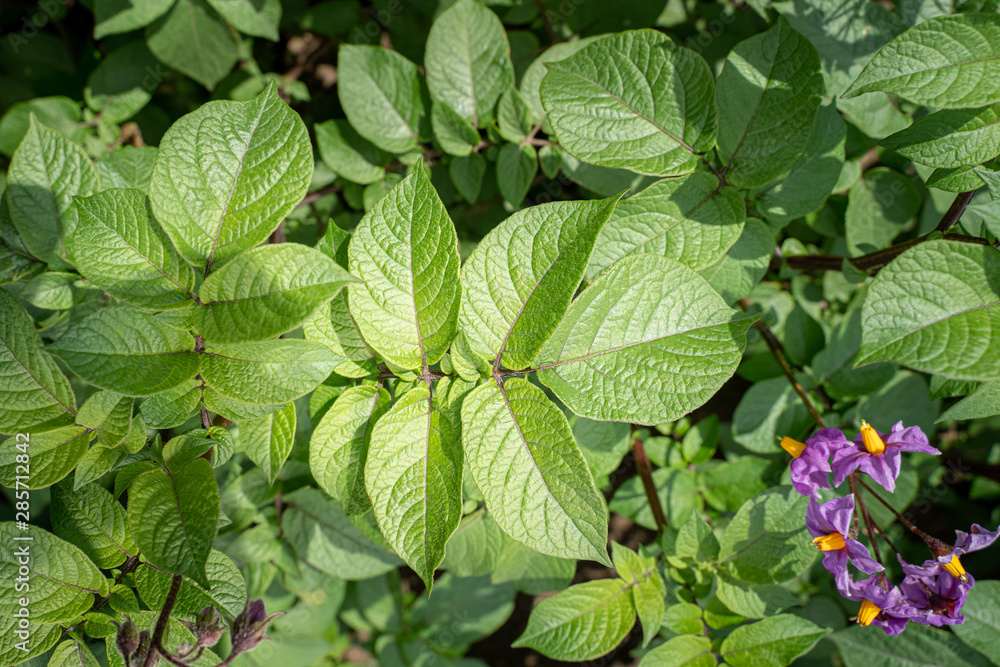 Green leafs close up of potatoes as background