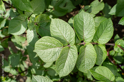 Wallpaper Mural Green leafs close up of potatoes as background Torontodigital.ca