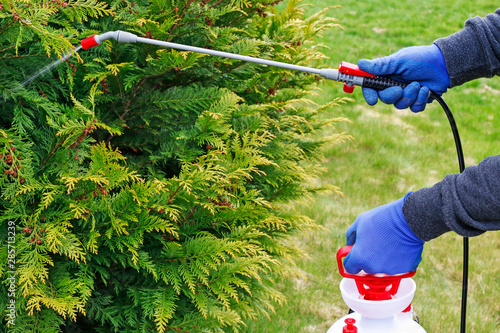 Spraying plants in the garden.