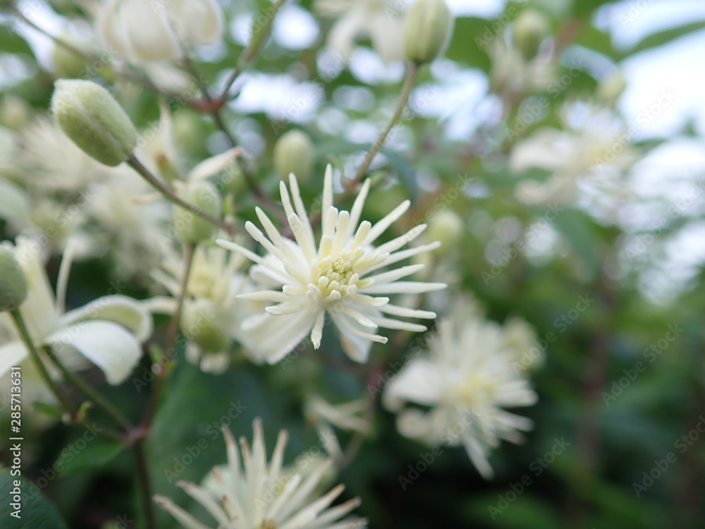 detail of a white blossoming tree detail of a white blossoming tree