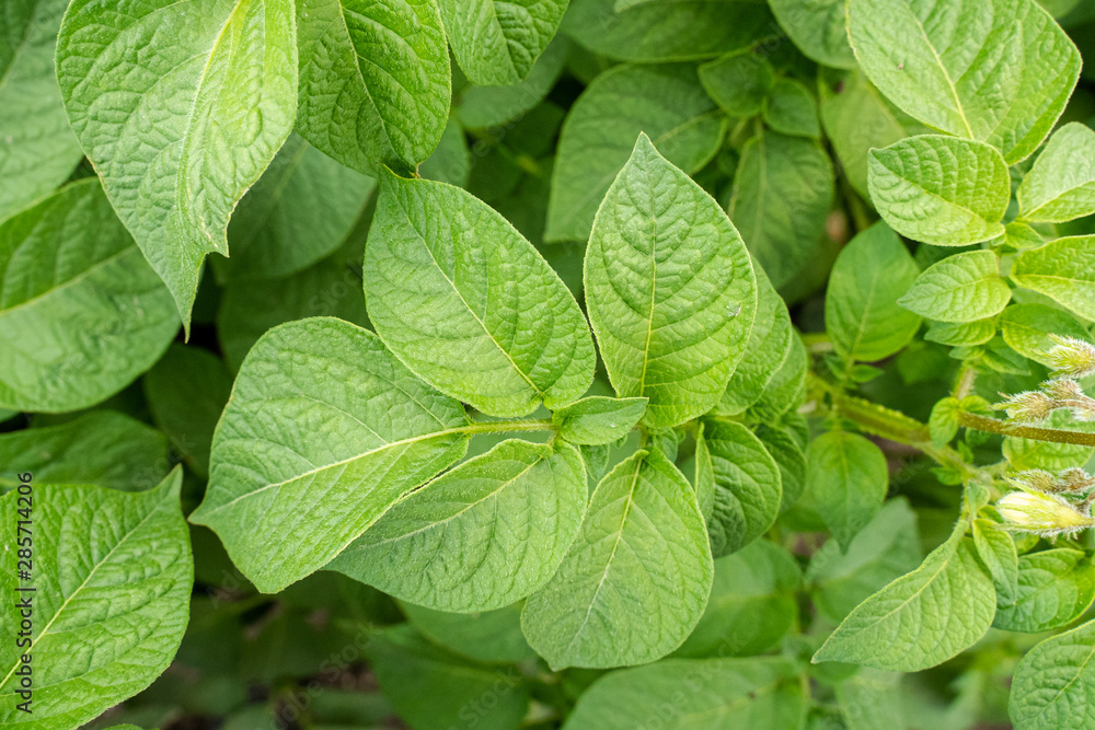 Green leafs close up of potatoes as background Green leafs close up of potatoes as background