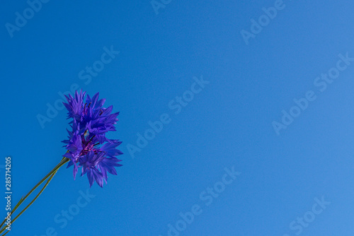 two cornflowers on a background of blue sky