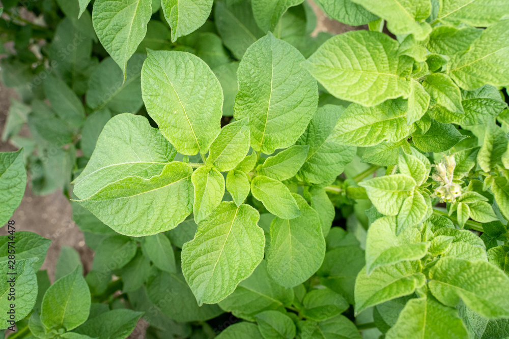 Green leafs close up of potatoes as background Green leafs close up of potatoes as background