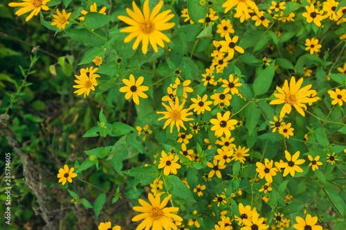 Close-up of a variety of yellow flowers