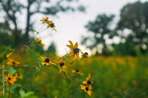 Close-up of yellow flowers against a blurred landscape