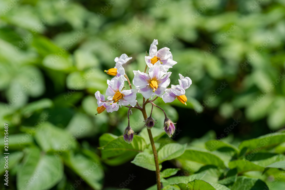 Potato flowers and green leaves. Potato field in the Netherlands. Summer. Potato flowers and green leaves. Potato field in the Netherlands. Summer.