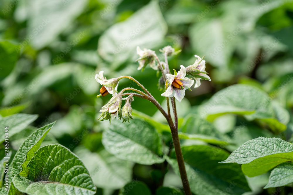 Obraz premium Potato flowers and green leaves. Potato field in the Netherlands. Summer.