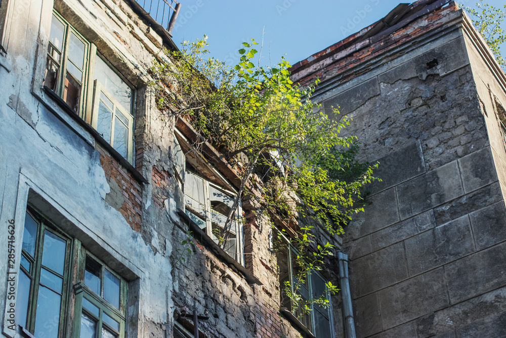 A tree sprouted in the window of an old abandoned building