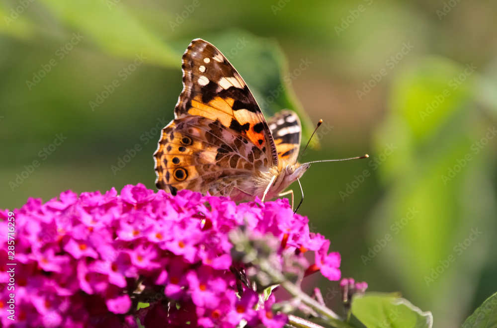 painted lady butterfly painted lady butterfly